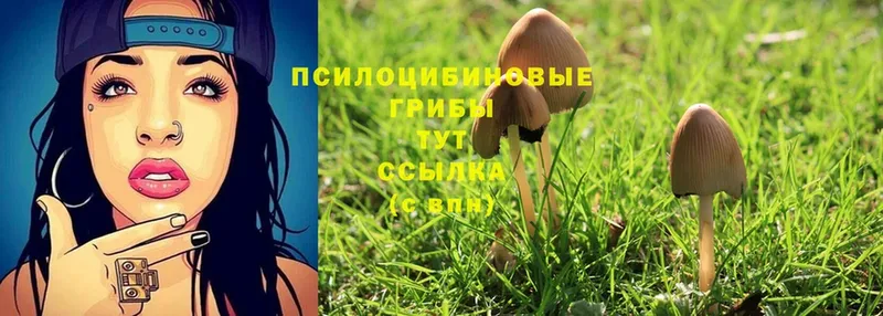 Галлюциногенные грибы Cubensis  блэк спрут рабочий сайт  Анадырь 